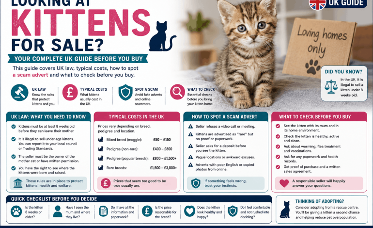 Kittens for Sale UK: Costs, Laws & How to Avoid Scams
