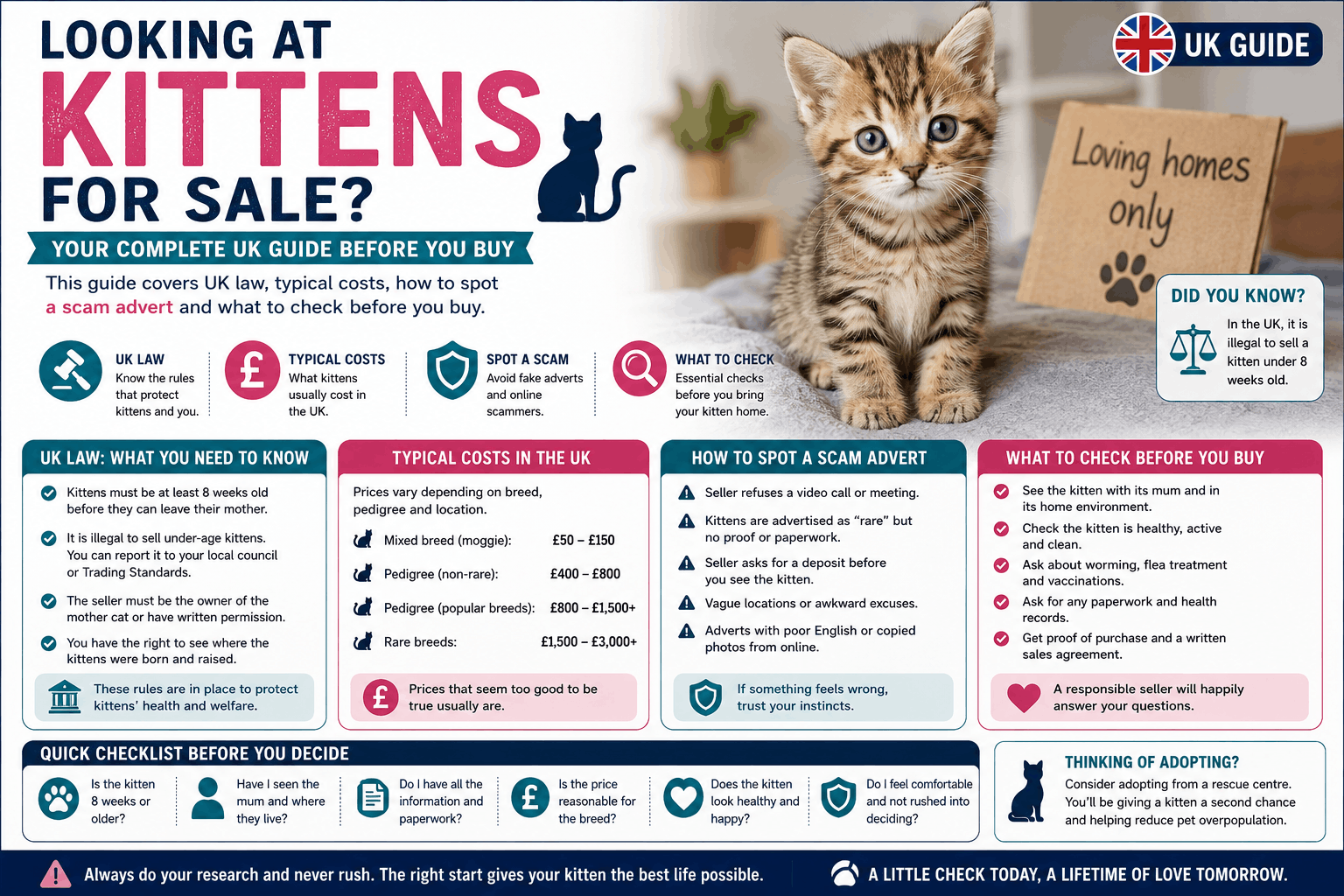 Kittens for Sale UK: Costs, Laws & How to Avoid Scams